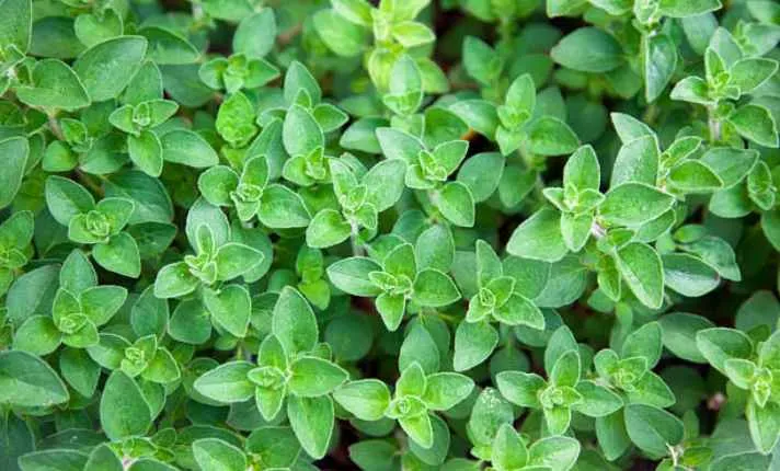 Oregano - Best Cantaloupe Companion Plant