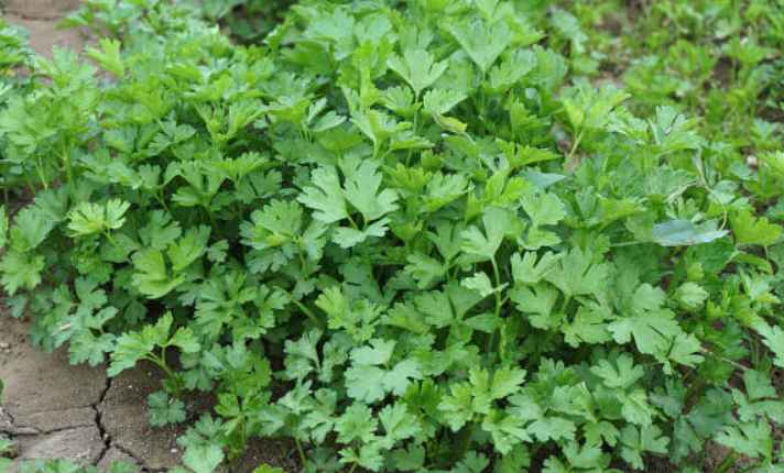 Asparagus Companion Plants