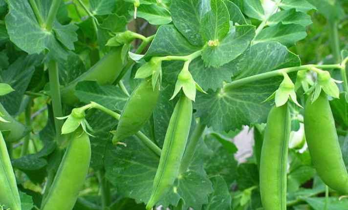 Asparagus Companion Plants