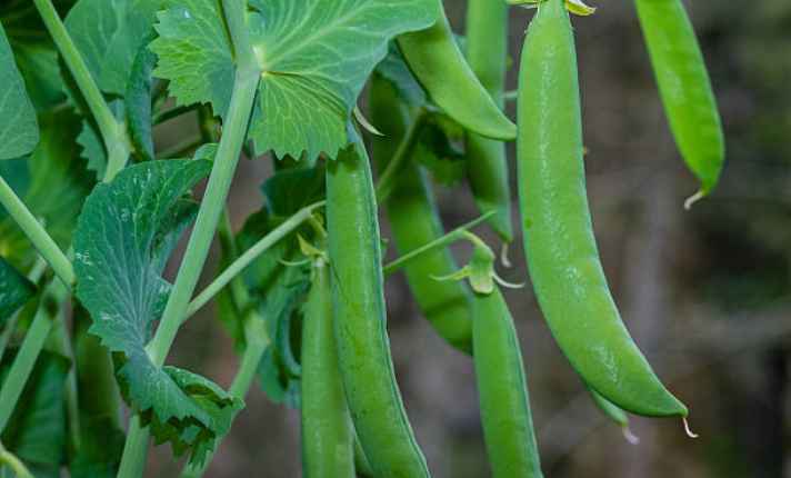 Turnip Companion Plants