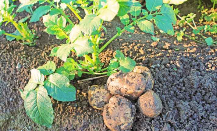Turnip Companion Plants