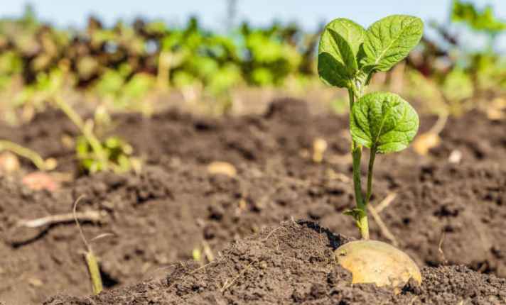 Potato - Worst Cantaloupe Companion Plant