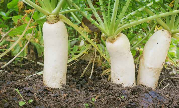 Bok Choy Companion Plants