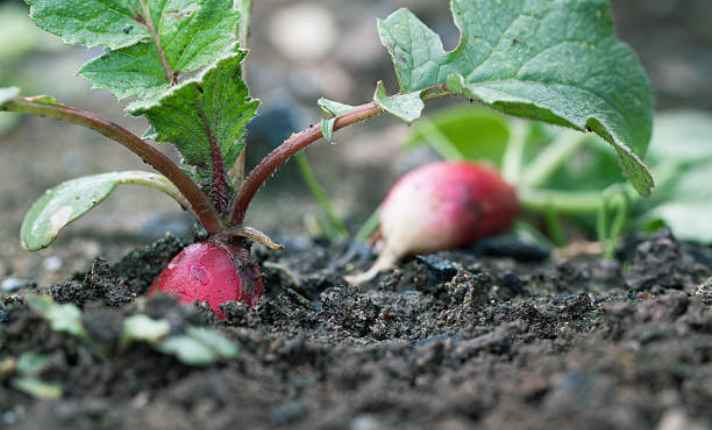 Radishes- Best Cantaloupe Companion Plant