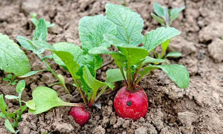 Turnip Companion Plants