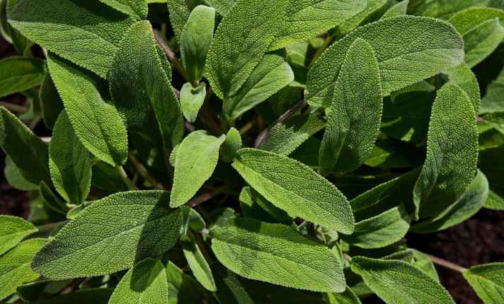 Best Oregano Companion Plants