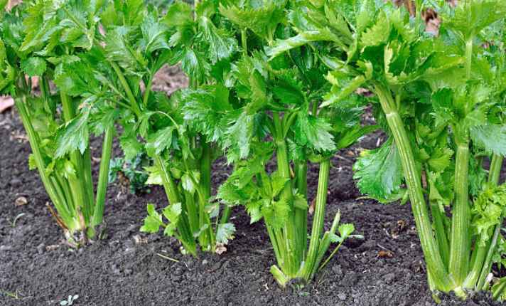 Bok Choy Companion Plants