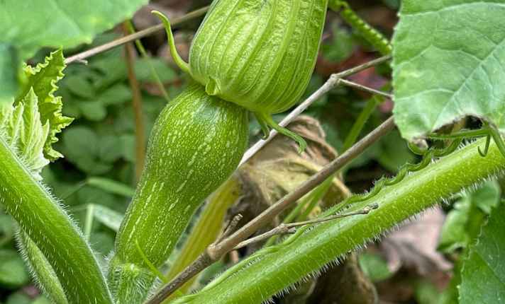 Artichoke Companion Plants