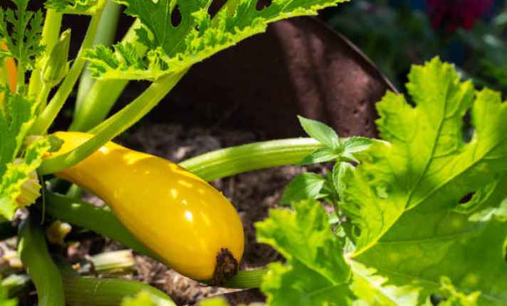 Squash plant - Worst Cantaloupe Companion Plant
