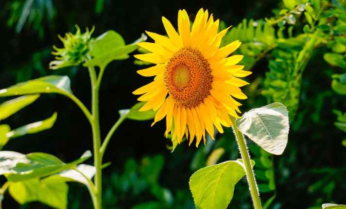 Artichoke Companion Plants
