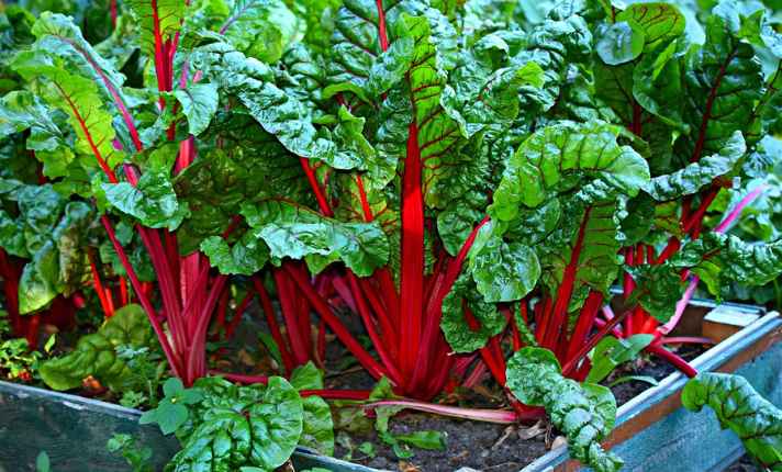 Artichoke Companion Plants