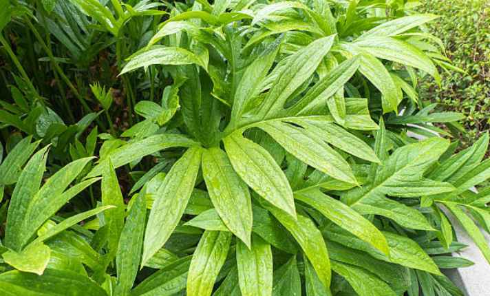Artichoke Companion Plants