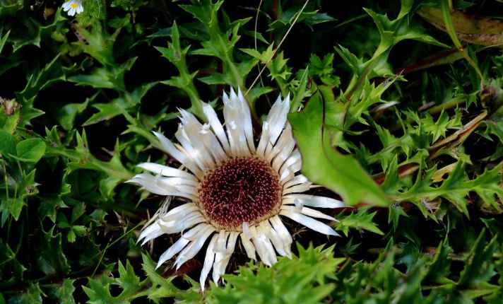 Artichoke Companion Plants
