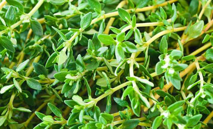 Lemon Verbena Companion Plants