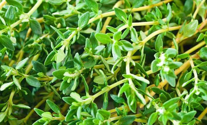 Lemon Verbena Companion Plants