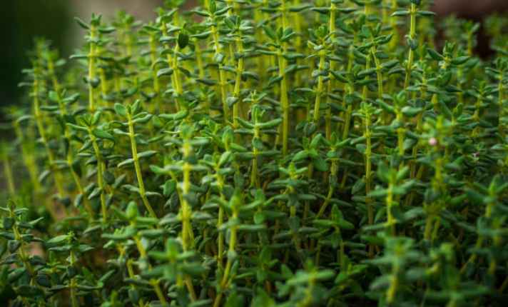 Turnip Companion Plants