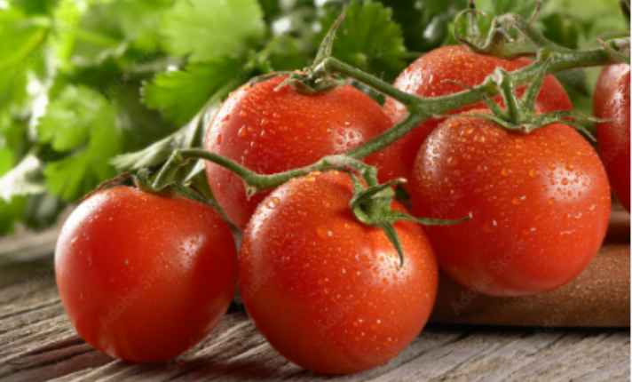 Best Oregano Companion Plants