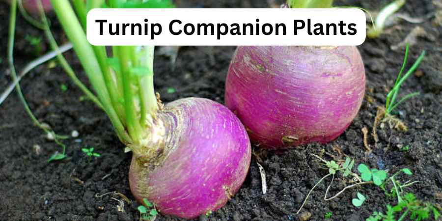 Turnip Companion Plants