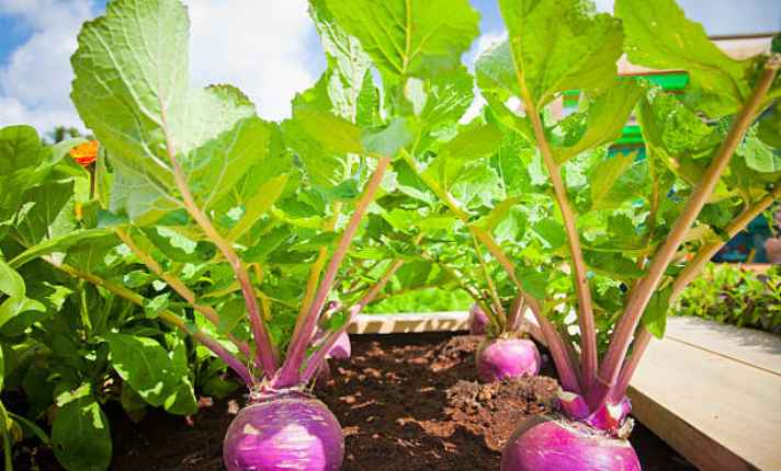 Bok Choy Companion Plants