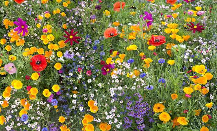 Wildflower - Best Cantaloupe Companion Plant