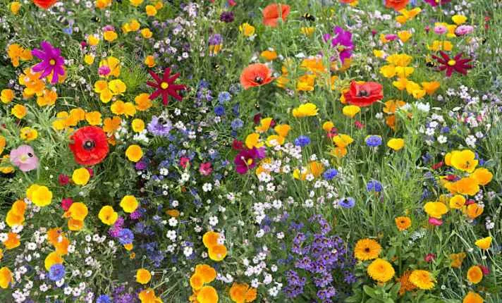 Wildflower - Best Cantaloupe Companion Plant