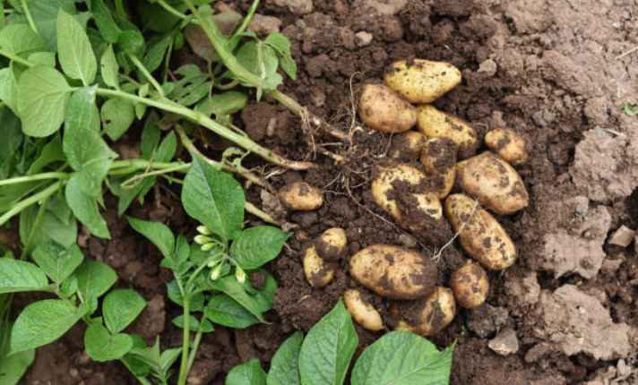 Asparagus Companion Plants