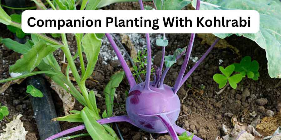 Companion Planting With Kohlrabi