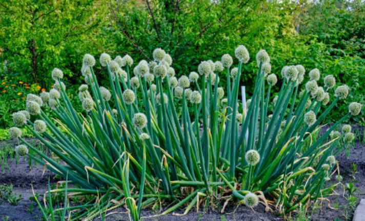 Alliums ( onion ) - Best Companion Planting for Arugula