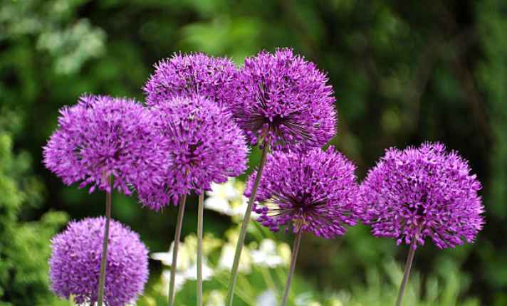 Alliums - Bad Sage Companion Plant