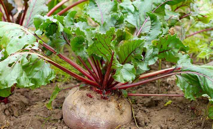 Beets - Best Companion Planting for Arugula