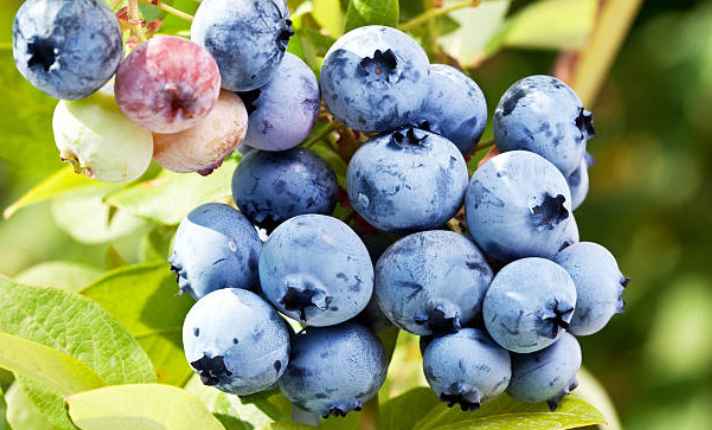 Blueberries - Bad Companion Plant for Raspberries