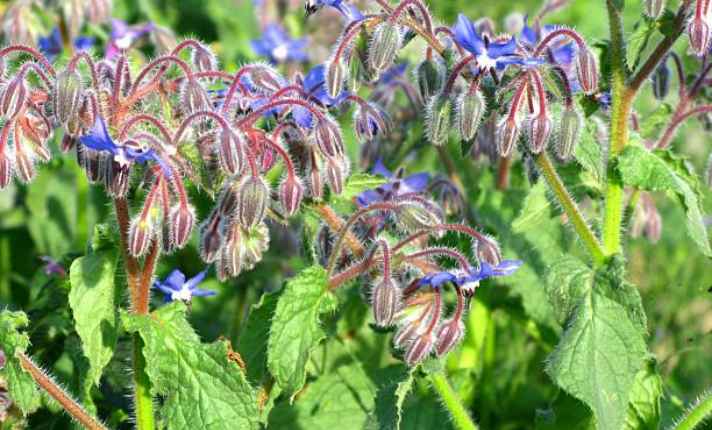Borage - Best Companion Planting for Arugula
