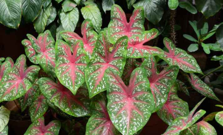 Caladium - Best Coral Bells Companion Plants