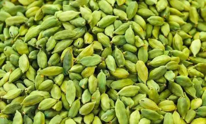Cardamom - Best  Ginger Companion Plant