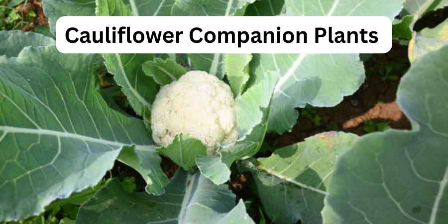 Cauliflower Companion Plants