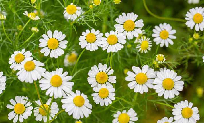 Chamomile - Best Companion Plant for Raspberries