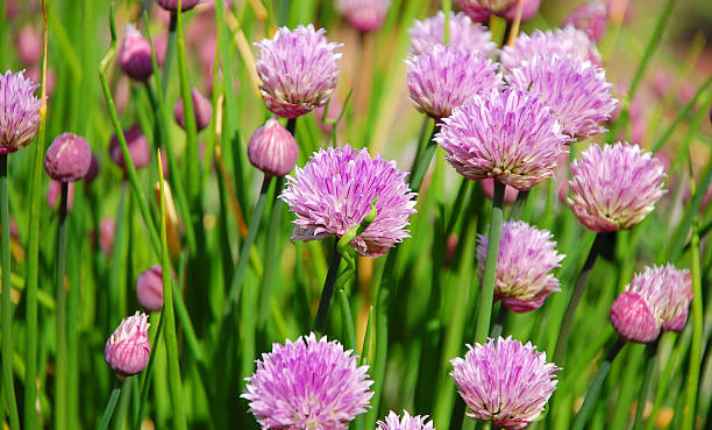 Chives - Best Companion Planting With Kohlrabi