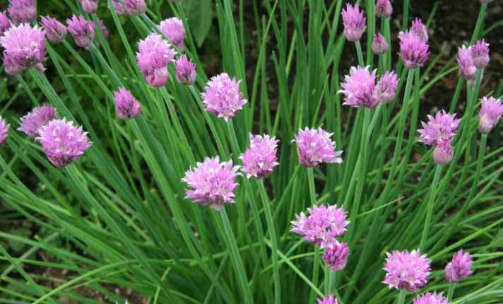 Chives - Best Companion Plant for Raspberries