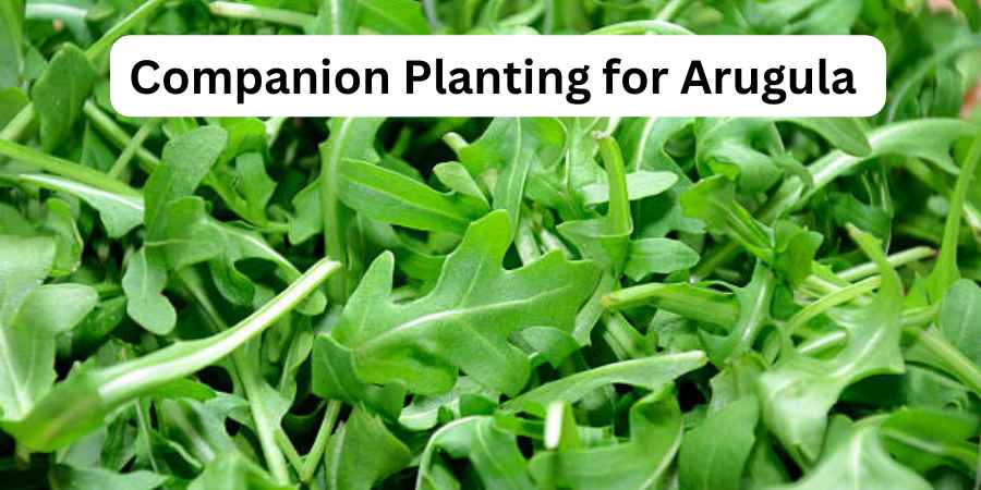 Companion Planting for Arugula