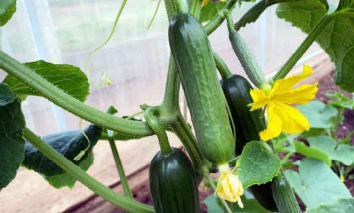 Cucumber - Best Companion Planting for Arugula