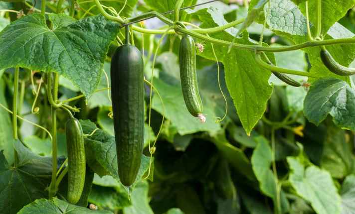 Cucumbers - Bad Sage Companion Plant