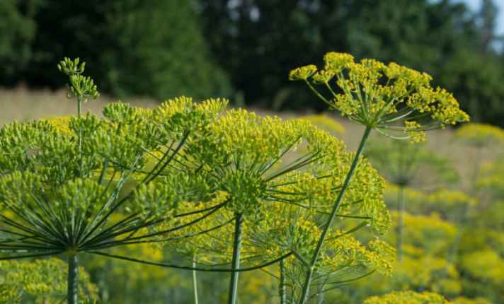 Fennel - Bad Sage Companion Plant
