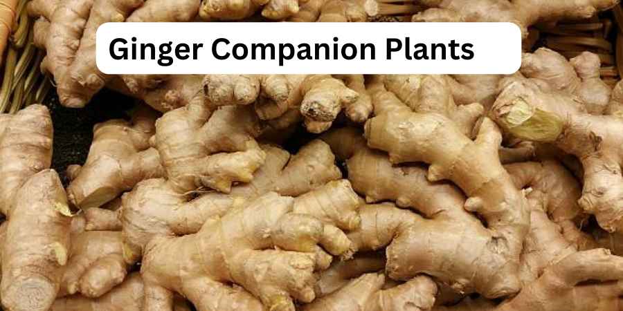 Ginger Companion Plants