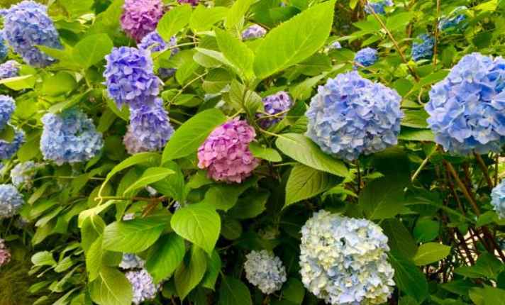 Hydrangeas - Best Coral Bells Companion Plants
