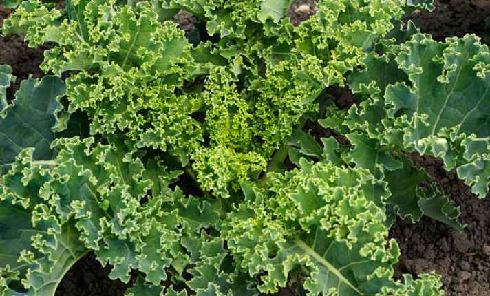 Kale - Bad Companion Planting With Kohlrabi
