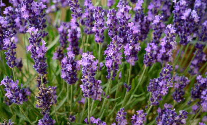 Lavender - Best Companion Plant for Raspberries