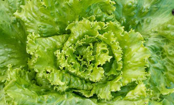 Lettuce - Best Companion Planting for Arugula