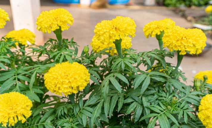 Marigolds - Best Companion Plant for Raspberries