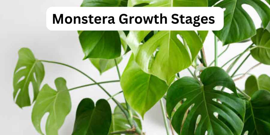 Monstera Growth Stages