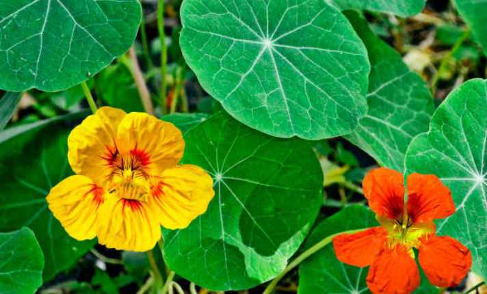 Nasturtiums - Best Companion Planting With Kohlrabi